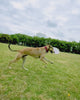 Video clip of a dog running with a Gramicci frisbee in it's mouth.